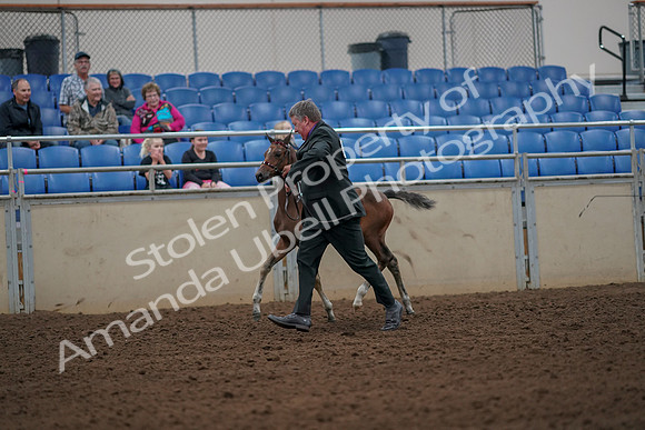 2019 Morgan Horse Show - Aug 30, 2019 - 24653