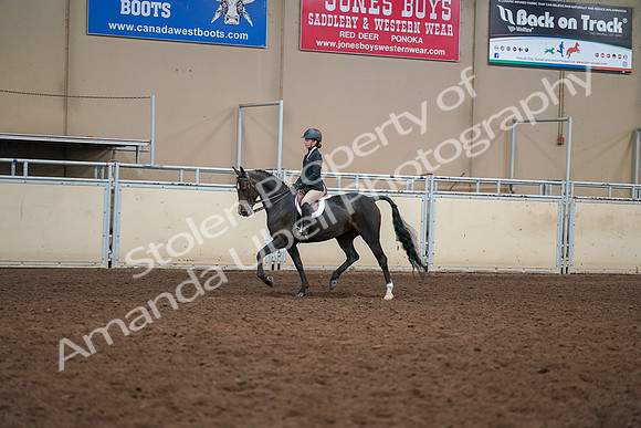 2019 Morgan Horse Show - Aug 30, 2019 - 12193