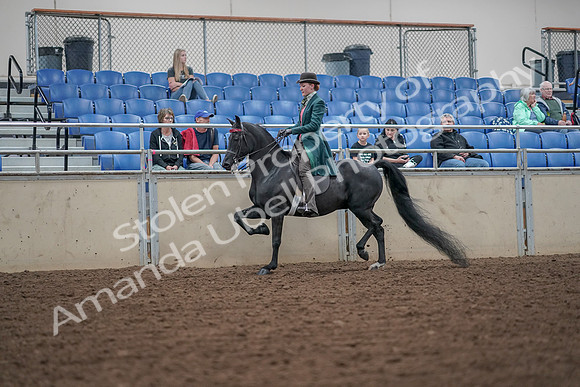2019 Morgan Horse Show - Aug 30, 2019 - 15485