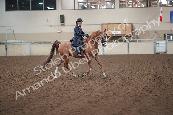 2019 Morgan Horse Show - Sept 01, 2019 - 12065