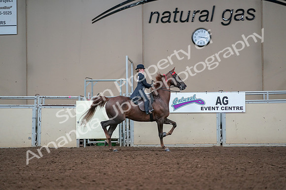 2019 Morgan Horse Show - Aug 30, 2019 - 17986