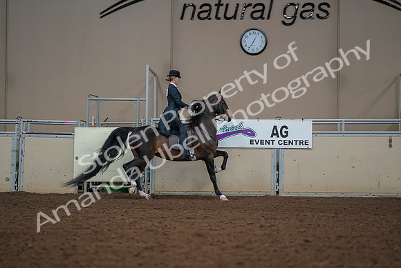 2019 Morgan Horse Show - Aug 30, 2019 - 25265