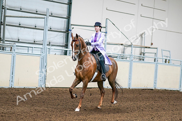 2020 - AB Morgan Horse - Fri, Sept 04 - 04999
