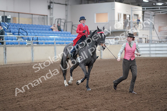 2019 Morgan Horse Show - Sept 01, 2019 - 10676