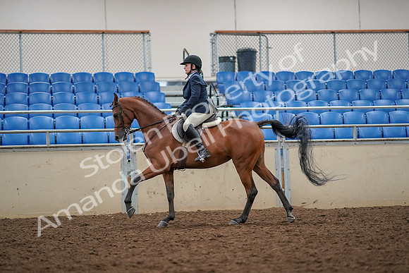 2019 Morgan Horse Show - Aug 30, 2019 - 22359