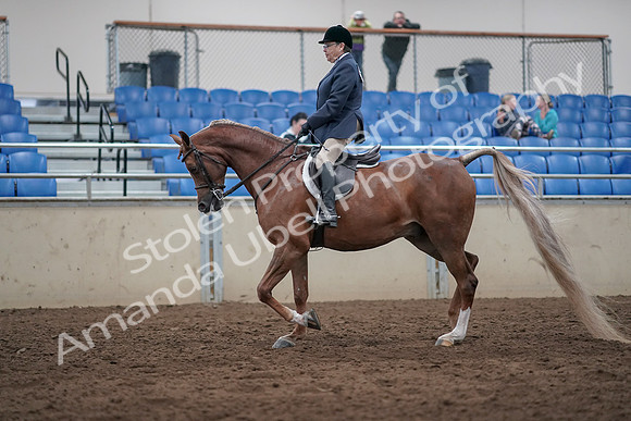2019 Morgan Horse Show - Sept 01, 2019 - 08604