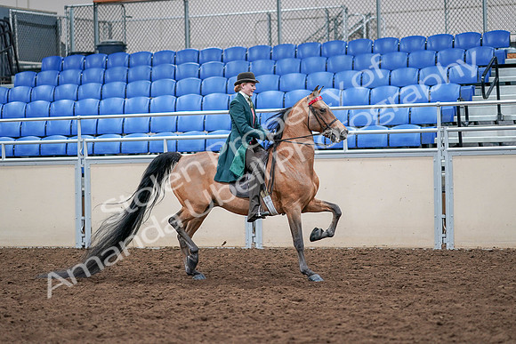 2020 - AB Morgan Horse - Sat, Sept 05 - 13881
