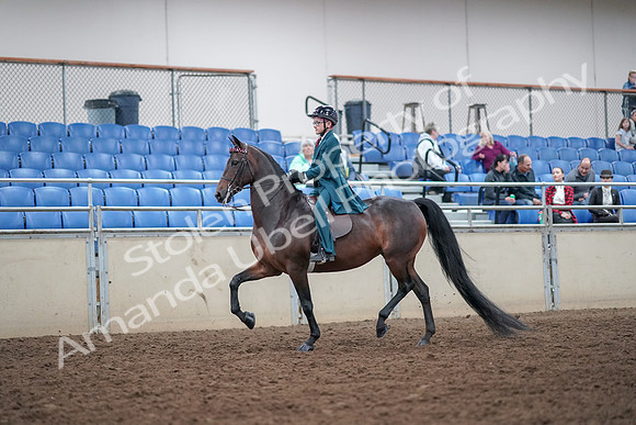 2019 Morgan Horse Show - Aug 30, 2019 - 17832