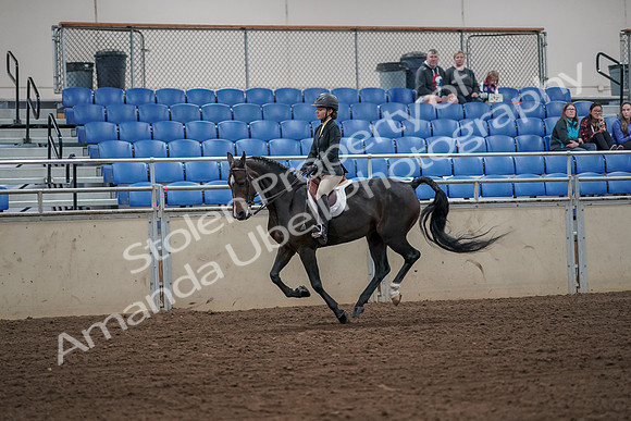 2019 Morgan Horse Show - Aug 31, 2019 - 05022