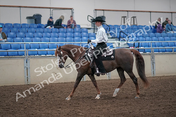 2019 Morgan Horse Show - Aug 31, 2019 - 14111