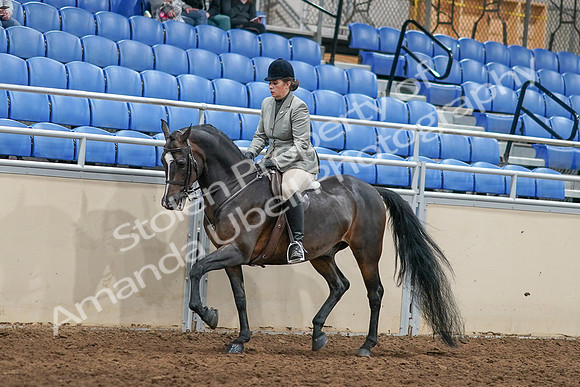 2020 - AB Morgan Horse - Sat, Sept 05 - 14479