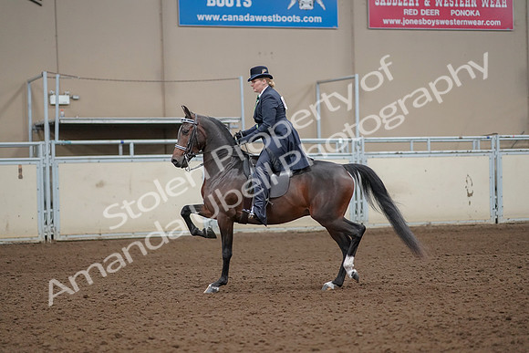 2019 Morgan Horse Show - Aug 30, 2019 - 24317