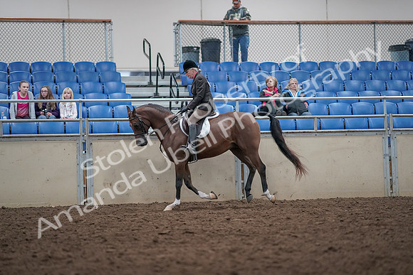 2019 Morgan Horse Show - Aug 31, 2019 - 16028