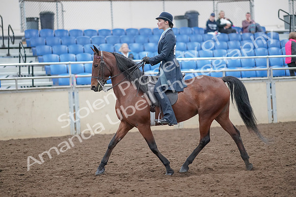 2019 Morgan Horse Show - Aug 31, 2019 - 18023