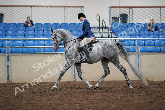 2019 Morgan Horse Show - Aug 30, 2019 - 16058
