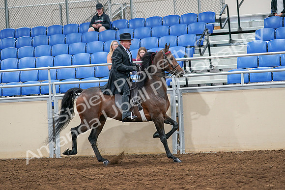 2020 - AB Morgan Horse - Sat, Sept 05 - 08162