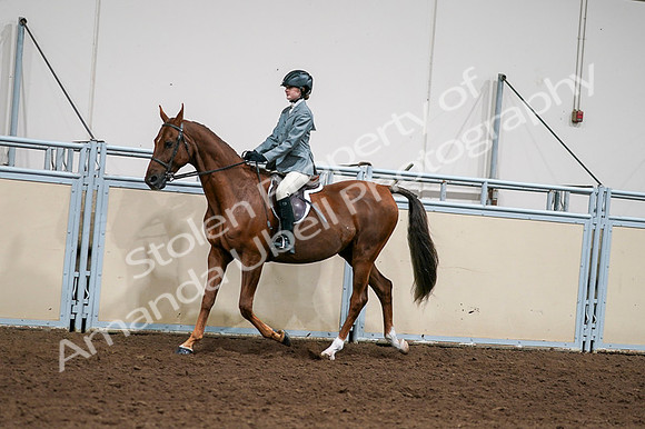 2020 - AB Morgan Horse - Fri, Sept 04 - 03035