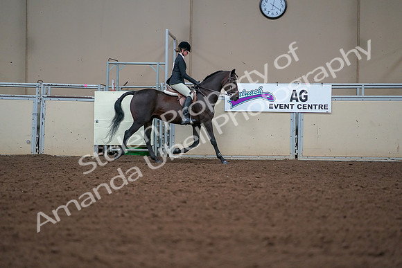 2019 Morgan Horse Show - Aug 30, 2019 - 20811
