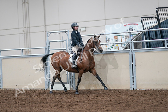 2020 - AB Morgan Horse - Fri, Sept 04 - 02169