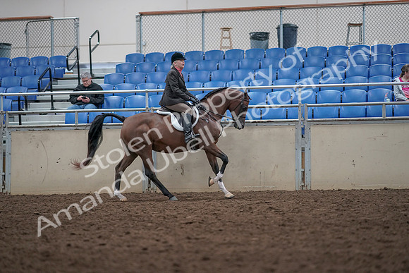 2019 Morgan Horse Show - Aug 31, 2019 - 16102