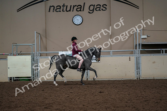 2019 Morgan Horse Show - Aug 30, 2019 - 31437