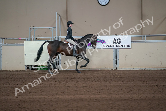 2019 Morgan Horse Show - Sept 01, 2019 - 03807