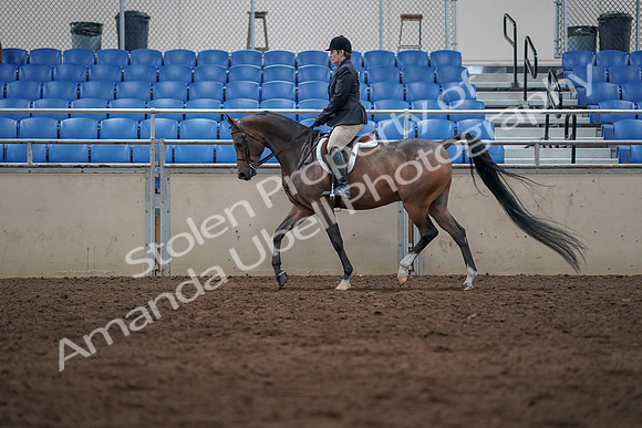 2019 Morgan Horse Show - Sept 01, 2019 - 08521