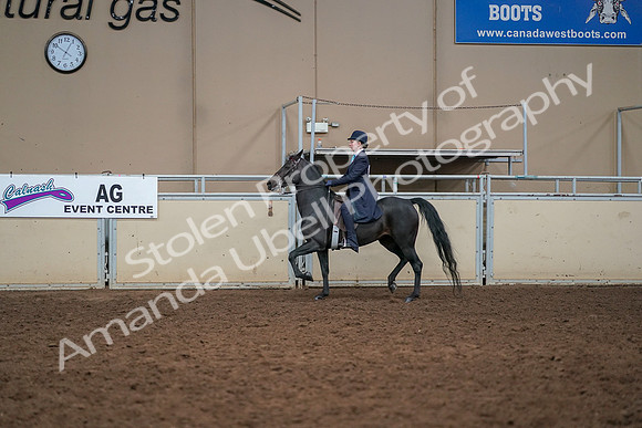 2019 Morgan Horse Show - Aug 30, 2019 - 12234