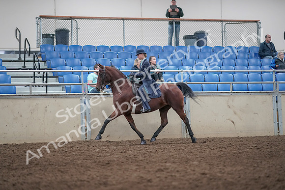 2019 Morgan Horse Show - Aug 31, 2019 - 08593