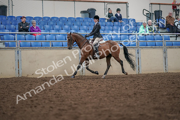 2019 Morgan Horse Show - Aug 30, 2019 - 20344