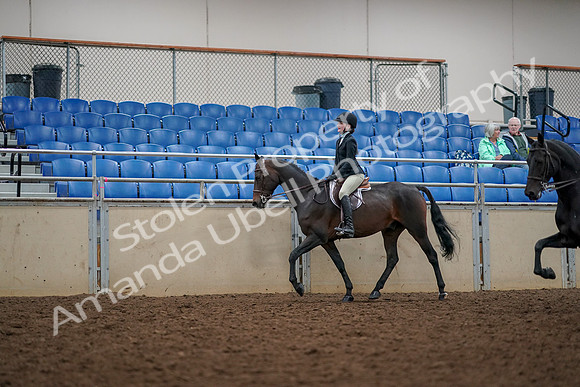 2019 Morgan Horse Show - Aug 30, 2019 - 23328