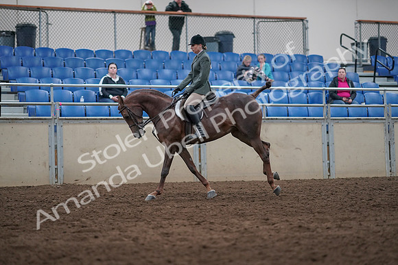 2019 Morgan Horse Show - Sept 01, 2019 - 08749