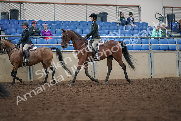2019 Morgan Horse Show - Aug 30, 2019 - 20454