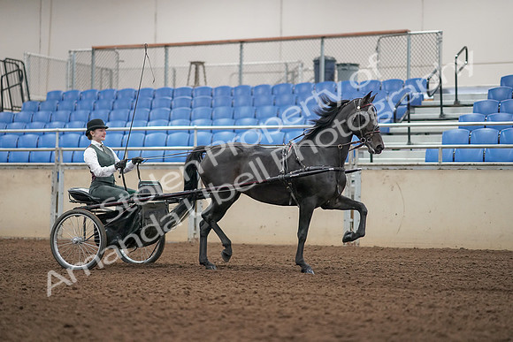 2019 Morgan Horse Show - Aug 31, 2019 - 04716