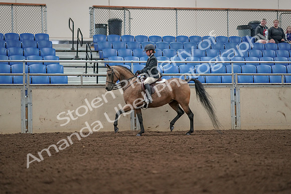 2019 Morgan Horse Show - Aug 31, 2019 - 04988