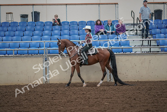 2019 Morgan Horse Show - Aug 30, 2019 - 25935