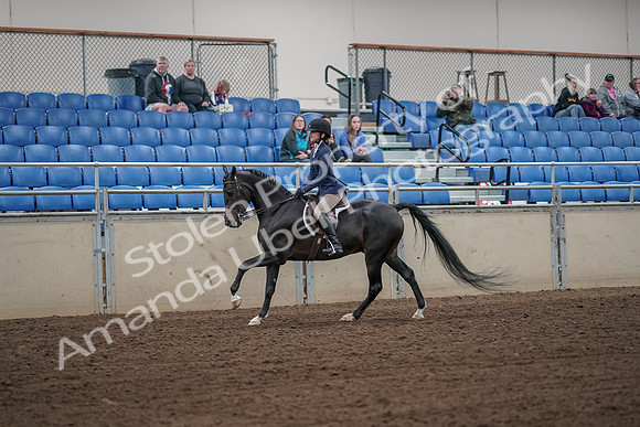 2019 Morgan Horse Show - Aug 31, 2019 - 05073
