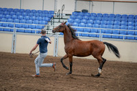 2020 - AB Morgan Horse - Sat, Sept 05 - 00540