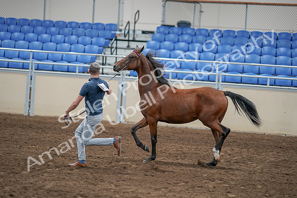 2020 - AB Morgan Horse - Sat, Sept 05 - 00540