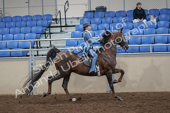 2020 - AB Morgan Horse - Fri, Sept 04 - 05210