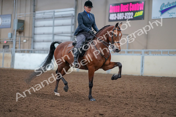 2019 Morgan Horse Show - Aug 30, 2019 - 20894