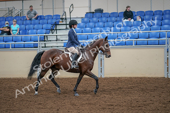 2020 - AB Morgan Horse - Fri, Sept 04 - 06086