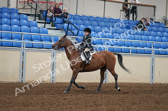 2020 - AB Morgan Horse - Fri, Sept 04 - 02074