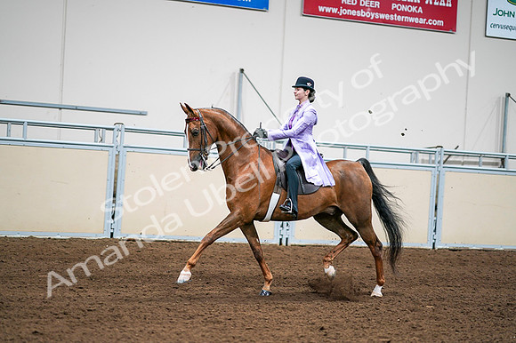 2020 - AB Morgan Horse - Fri, Sept 04 - 04925