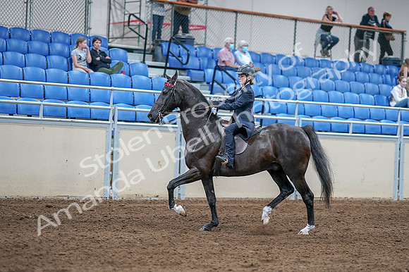 2020 - AB Morgan Horse - Fri, Sept 04 - 06990