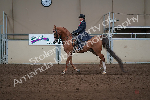 2019 Morgan Horse Show - Sept 01, 2019 - 11947