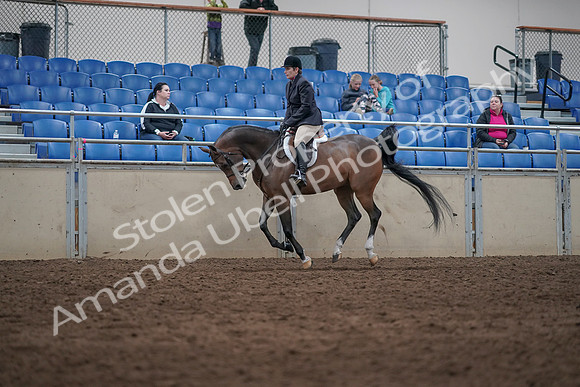 2019 Morgan Horse Show - Sept 01, 2019 - 08718