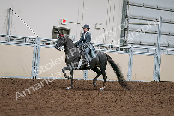 2020 - AB Morgan Horse - Sat, Sept 05 - 13630