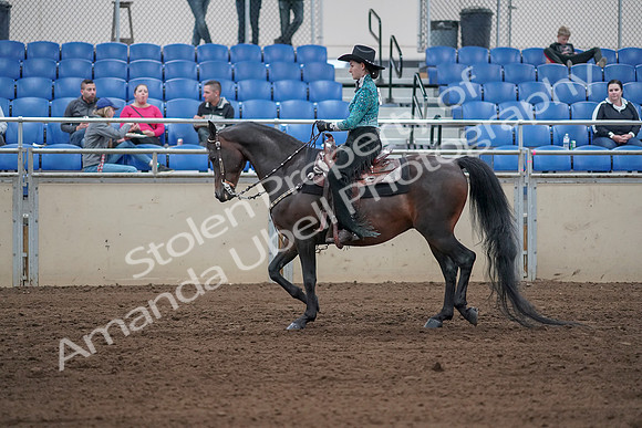 2019 Morgan Horse Show - Sept 01, 2019 - 06815