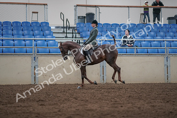 2019 Morgan Horse Show - Sept 01, 2019 - 08689
